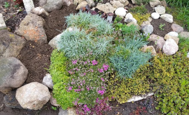 Цветы и другие растения для альпийской горки, виды растений и их расположение
